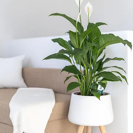 Isolana Center Rooftop Terrace * Изола