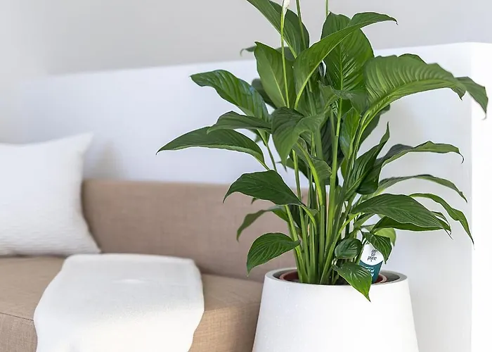 Isolana Center Rooftop Terrace * 이졸라